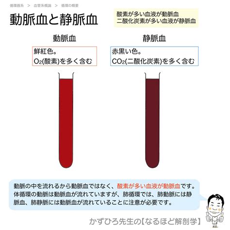 鮮紅色 暗赤色|「動脈」と「静脈」の違いは？ からだ中をめぐる大。